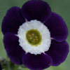 Primula Auricula Remus - Abriachan Nurseries